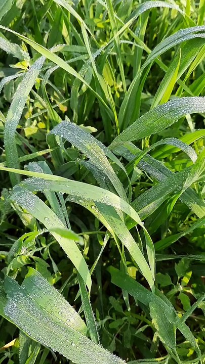 Wind Kam an meine Tür