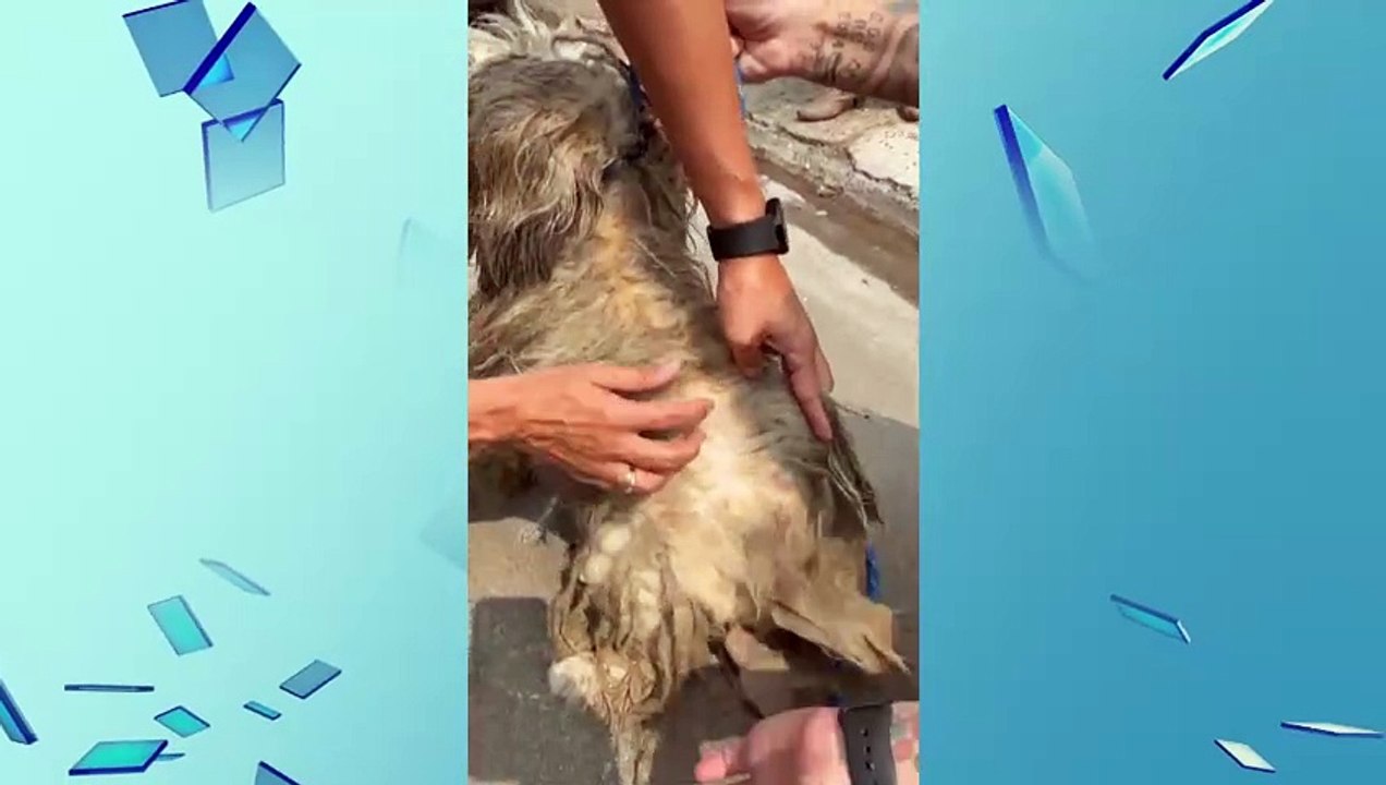 SALVA CACHORRO