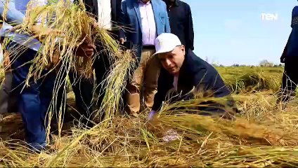محافظ كفر الشيخ يحصد الأرز بالمنجل خلال احتفالية عيد الفلاح