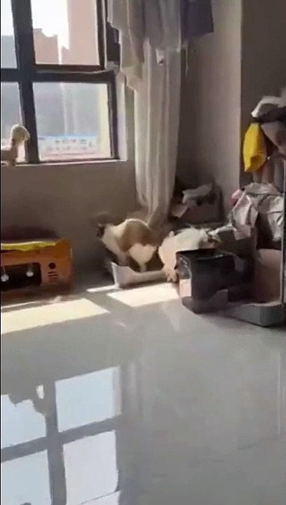 Bon appétit petit chien... pris en flag