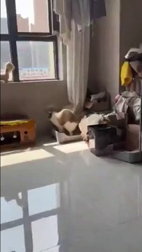 Bon appétit petit chien... pris en flag