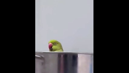 Quand ton perroquet te fait un tour de magie