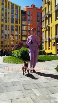 Aujourd’hui, la SPA lance une semaine pour bouger avec son animal pour encourager l’activité physique et sportive partagée entre les maîtres et leurs chiens - VIDEO