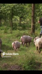 Oise. La révolution du porc aux glands _ l'élevage autarcique qui séduit les grands chefs !#gourmet