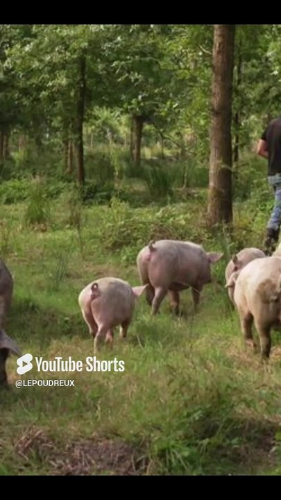 Oise. La révolution du porc aux glands _ l'élevage autarcique qui séduit les grands chefs !#gourmet