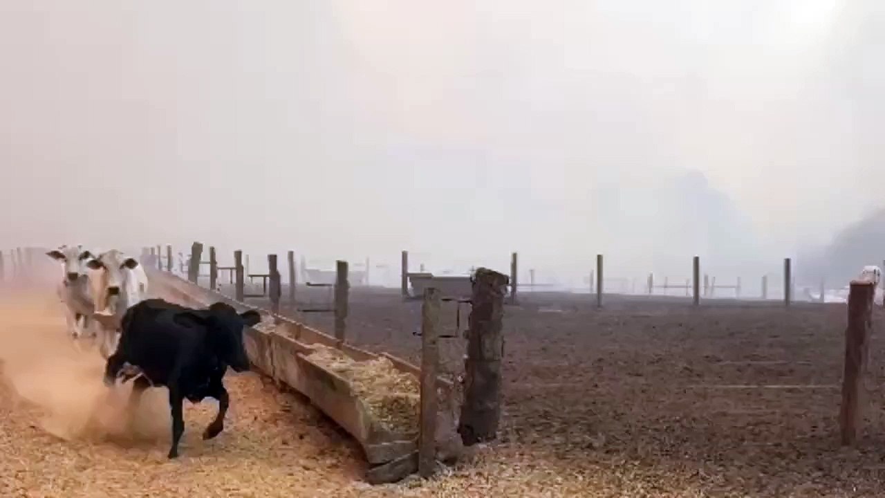 Vídeo-mostra-gado-fugindo-do-fogo-em-fazenda-atingida-por-incêndio-em-Goiás-Goiás-G1