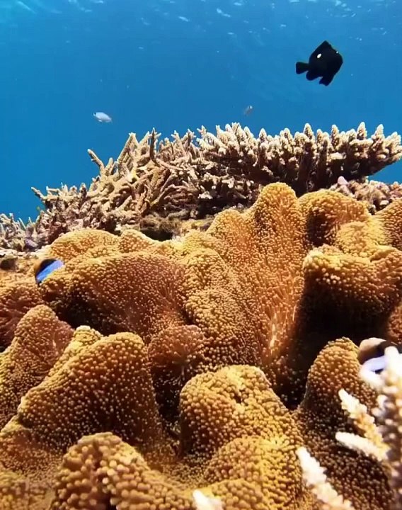 Elusive Eagle Rays  An endangered ornate eagle ray (Aetomylaeus vespertilio) soaring through the waters of the Southern Great Barrier Reef 