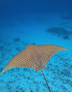 Elusive Eagle Rays An endangered ornate eagle ray (Aetomylaeus vespertilio) soaring through the waters of the Southern Great Barrier Reef
