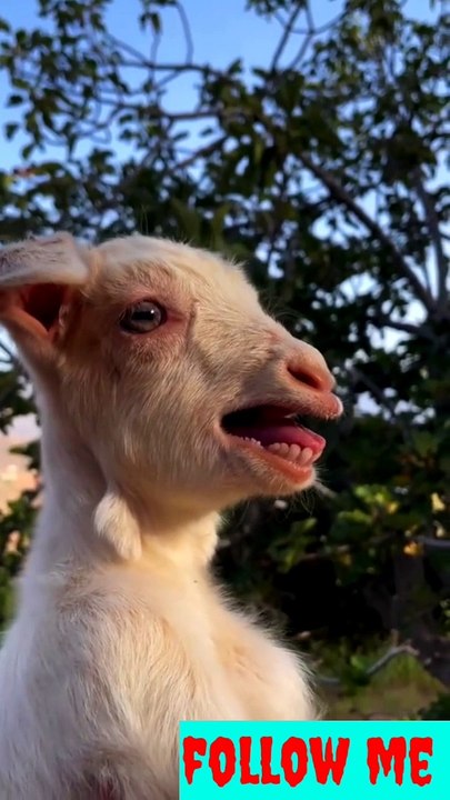 Cute goats very beautiful nice look beautiful #natiralbeauty933#beauty#natural#cutegoats#goats#nicegoats#looknice#nicelook#hotvideo#bad#news#trendingvideo#trendvodeo
