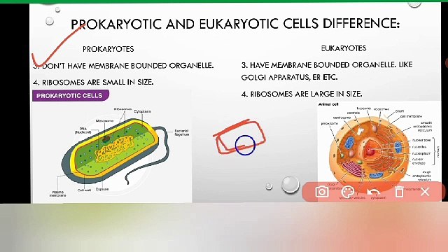 Difference between prokaryotic and eukaryotic cells 9 class | Lec # 16 | chp #4| cells and tissues
