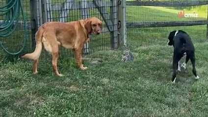 Dogs keep barking in the garden, so owner investigates and finds a tiny surprise