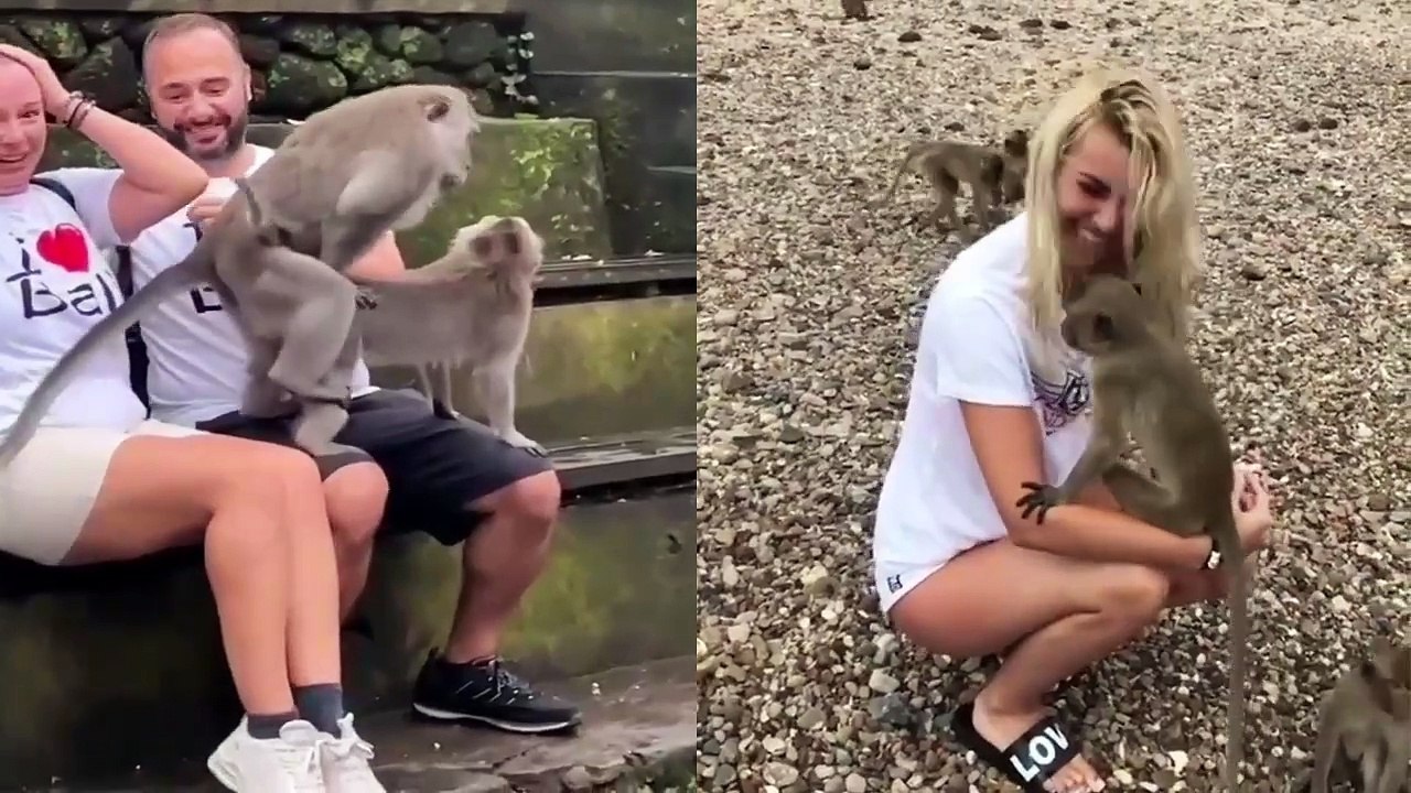 Monkey Having sex in Laps of girl