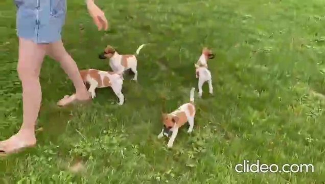 chiots-fox-terriers-a-poil-lisse-de-titi-prince-du-castel-des-pres-et-de Pearl B