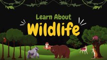 Green Yellow Playful Illustrated Wildlife Learning for Kids Video