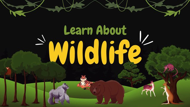 Green Yellow Playful Illustrated Wildlife Learning for Kids Video