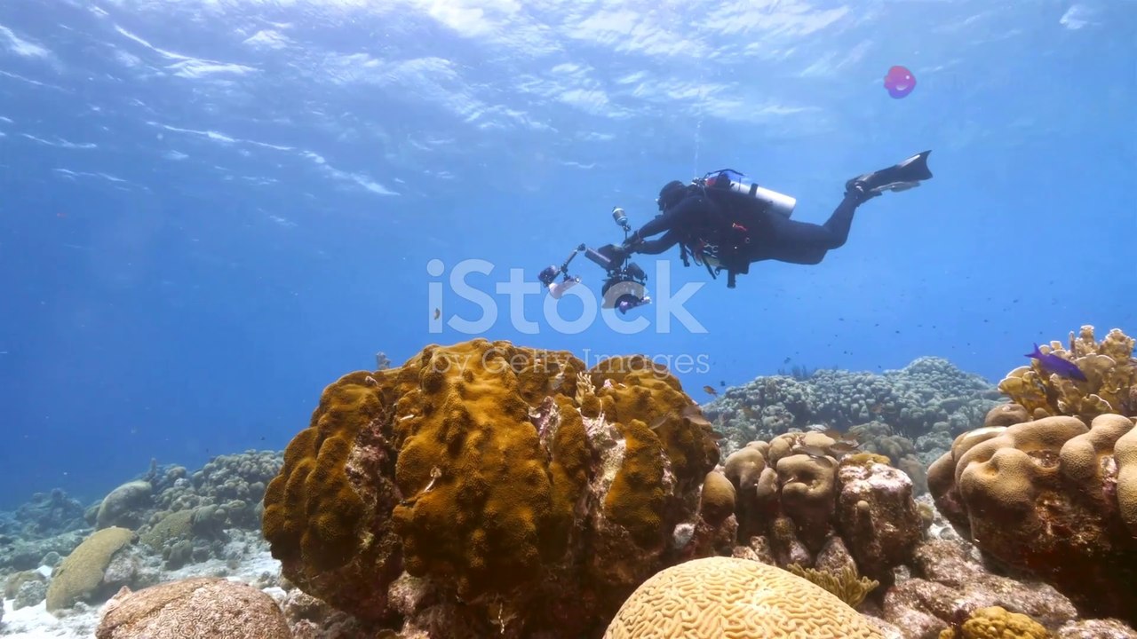 Underwater life scenes with beautiful moving creatures