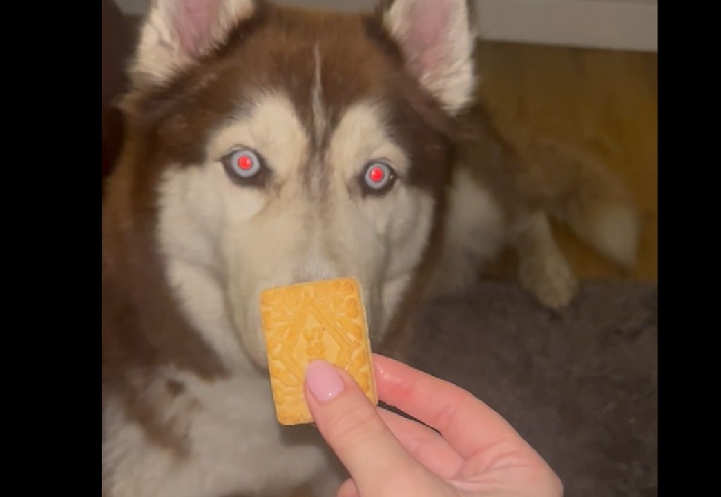Husky dog only eats biscuits dunked in tea