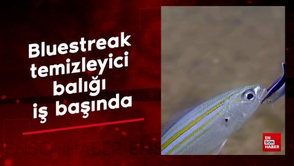 Bluestreak temizleyici balığı iş başında