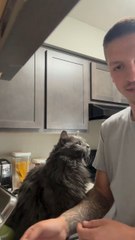 "Meow Delicious Moments With My Pure Perfect Companion Follow For More Videos Have Trendingreels"...!!