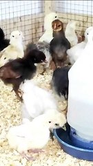 Desi Ghuggi Precautions before vaccinating chicks