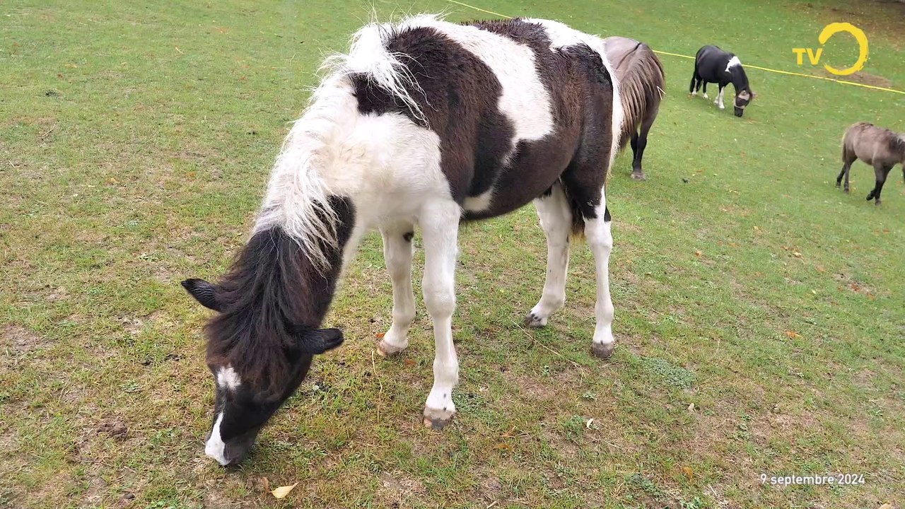 Sujet: Offrir une retraite aux chevaux de la Gavotte