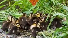 Mother duck leaves her babies behind and flies away