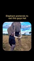 "Elephant Tries on a Hat: A Comical Mishap"