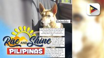 Furparent, dismayado matapos tanggihan ang kanyang aspin sa isang restaurant sa Tagaytay na nagsasabing sila ay 'pet-friendly'