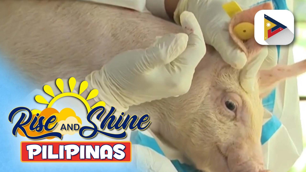 Ilang baboy na binakunahan laban sa ASF, namatay; D.A., may paliwanag sa nangyari