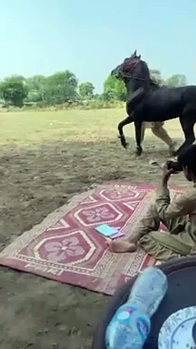horse dance