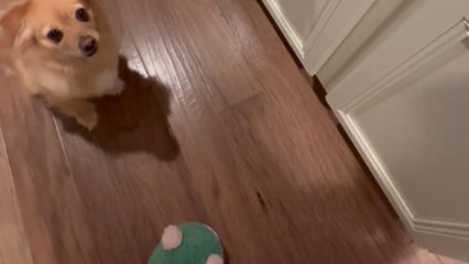Mom teaches her pups to dance together in a fun routine session
