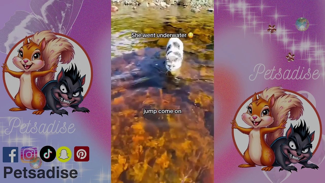 Cats Being Cats_ The Funniest Feline Fails You Can't Miss! Silly Kittens & Crazy Cats