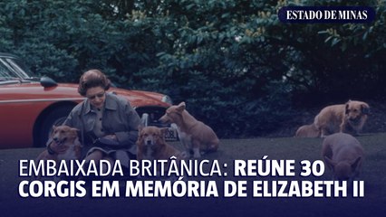 Embaixada britânica: reúne 30 corgis em memória de Elizabeth II