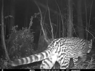Captan a un tigre en el Parque Nacional La Tigra