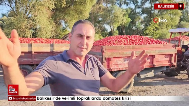 Balıkesir'de verimli topraklarda domates krizi: Domates tarlada kaldı