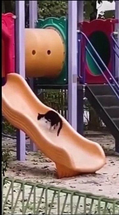 Funny_animal_videos_2024_Funny_cats_dogs_Funny_animals_Happy_Pett