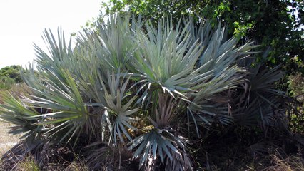 SAW PALMETTO O PALMA ENANA PARA EL HOMBRE