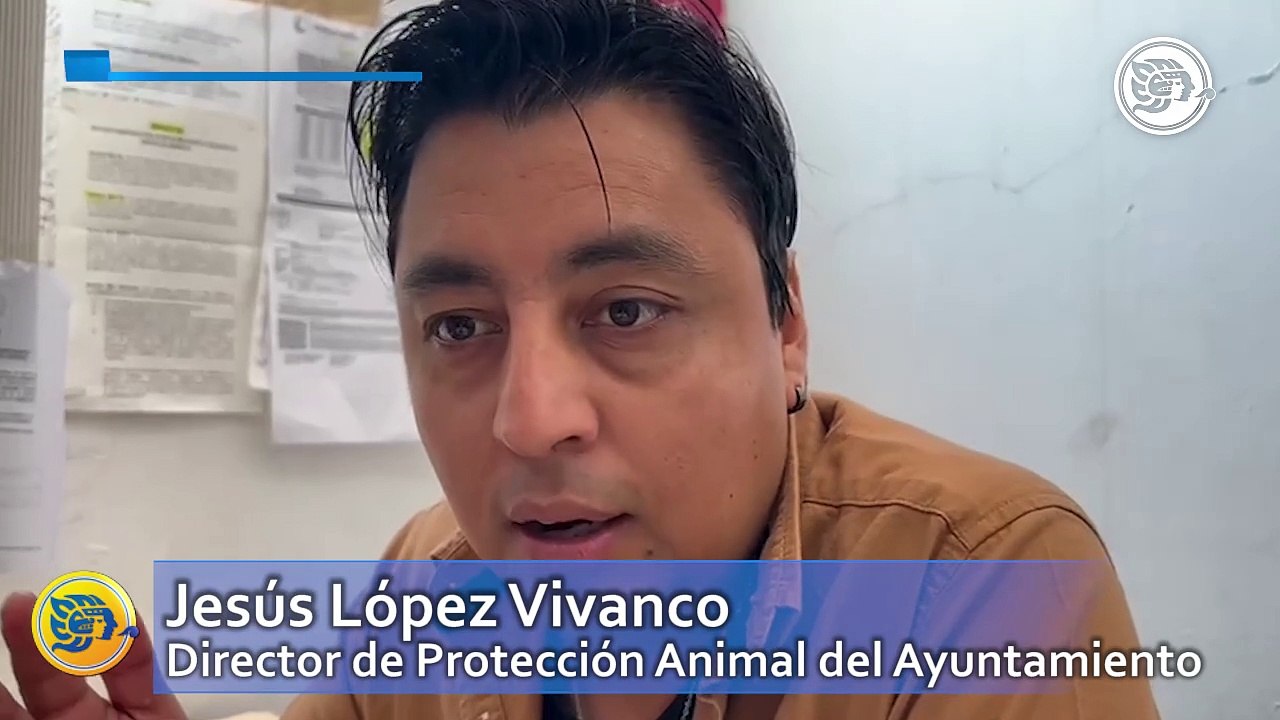 Mascotas, causa de conflicto entre vecinos de Coatzacoalcos ¿cuál es el motivo?