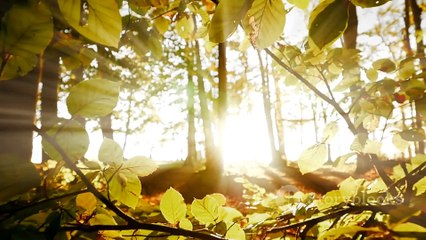 invideo-ai-1080 L'aventure inoubliable de Hugo dans la f 2024-09-02