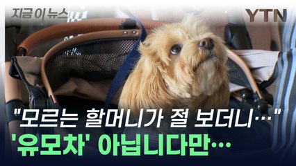 "모르는 할머니가 가정 꾸리래요" 유모차 대신에 개모차 끄는 대한민국 [지금이뉴스] / YTN