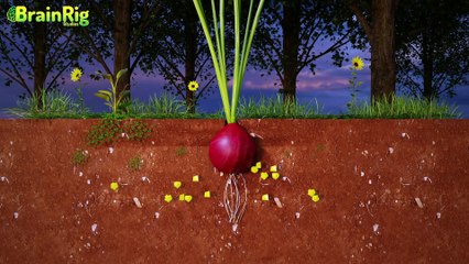 Why do onion make you cry ?? (3D animation) प्याज काटते समय क्यों आते हैं आँसू?
