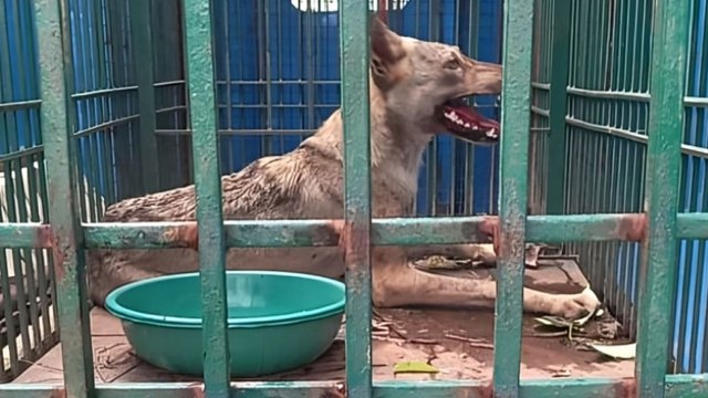 Bahraich Wolf Terror: बहराइच में पकड़ा गया भेड़िया, अब तक का सबसे खतरनाक वीडियो आया सामने