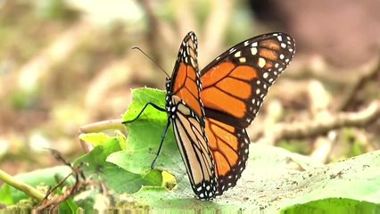 Alif Bay Pay Song (WITH PHONICS)_ Alif Say Anar _ اُردو حروفِ تہجی_HD