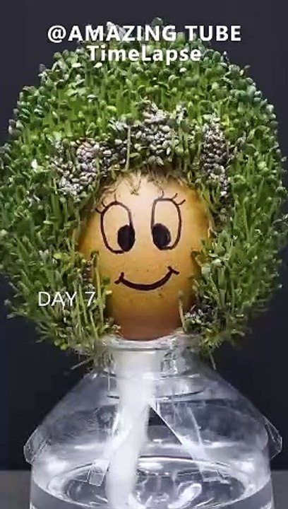 Growing Chia Seeds On Egg
