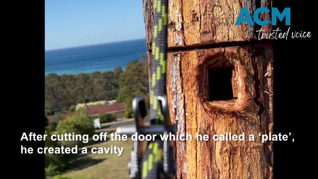 South Coast arborist creates animal homes using dead trees
