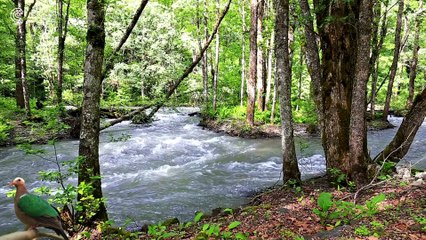 ASMR - A river flows in the forest with birds singing