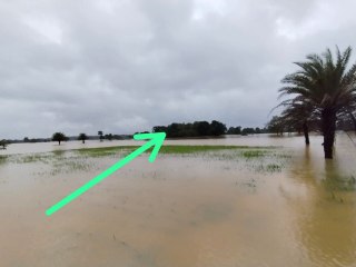 CG News: बाढ़ में फसा बुजुर्ग, जान बचाने पेड़ पर चढ़ा, देखें वीडियो...