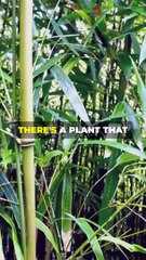 The World’s Fastest Growing Plant