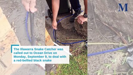 Snake capture and removal at Ocean Drive | September 10, 2024 | Illawarra Mercury