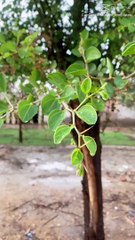 lvtemp_abeb38b8-d1a6-4f69-a2b7-66c4a50329000